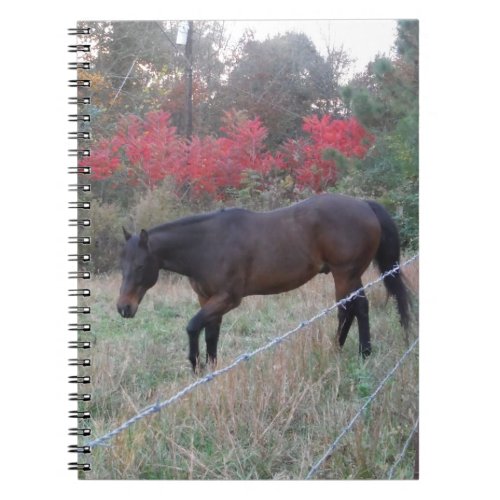 Brown horse in the red autumn trees notebook