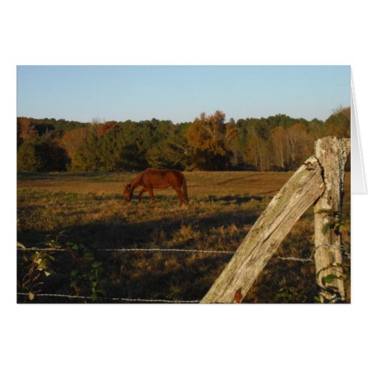 Brown horse in  the Sun (Front Horizontal)