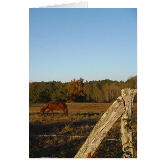 Brown horse in the Sun Cards (Front)