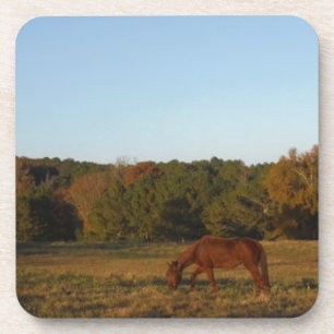 Brown horse in  the Sun Coaster