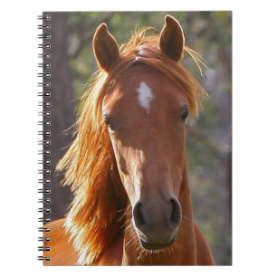 Brown Horse in the Sunlight Notebook