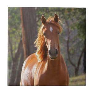 Brown Horse in the Sunlight Tile