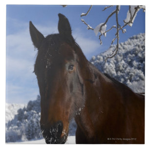 Brown horse in winter tile