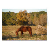 Brown horse in  yellow tree field (Front Horizontal)