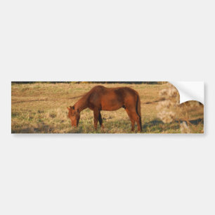 Brown horse in  yellow tree field bumper sticker