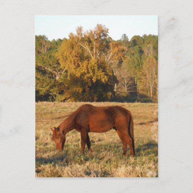 Brown horse in  yellow tree field postcard (Front)