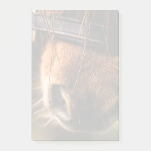 Brown Horse Nose Photo Cute and Rustic Post_it Notes