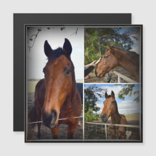 Brown Horse Photo Collage, Magnetic Card