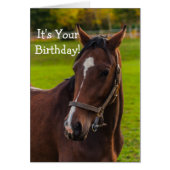 Brown Horse Portrait (Front)