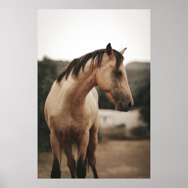 BROWN HORSE POSTER (Front)