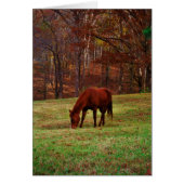 Brown Horse w/ White Nose at Woods Edge (Front)