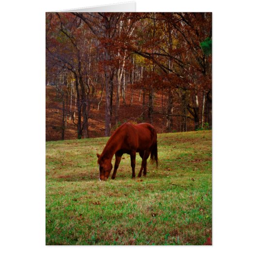 Brown Horse w/ White Nose at Woods Edge (Front)