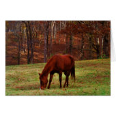 Brown Horse w/ White Nose at Woods Edge (Front Horizontal)