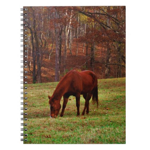 Brown Horse w White Nose at Woods Edge Notebook