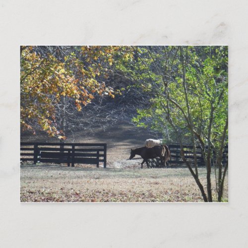 Brown Horse walking through Fence Postcard