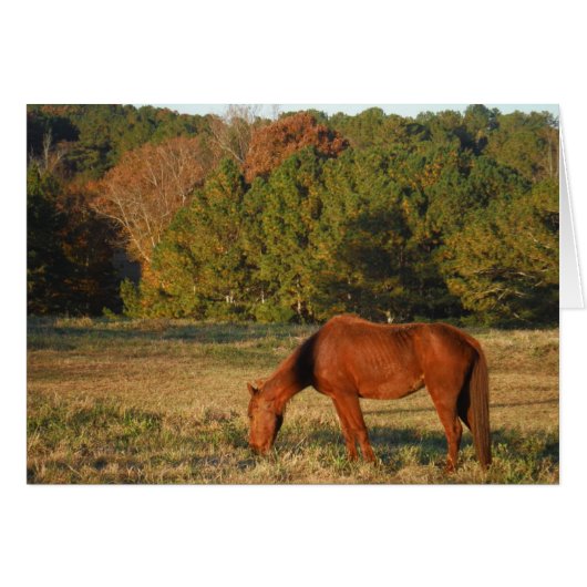 Brown Horse with Pine Trees (Front Horizontal)