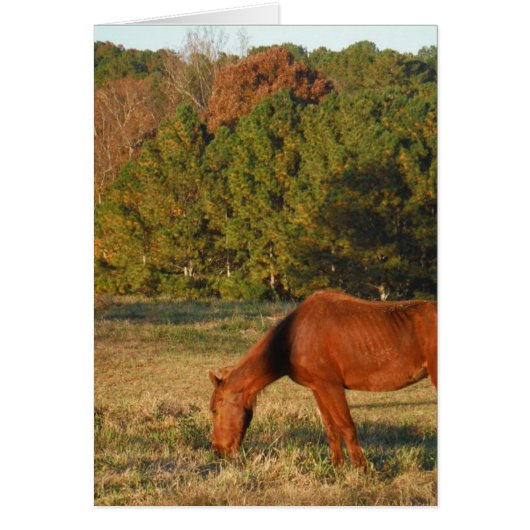 Brown Horse with Pine Trees Cards (Front)