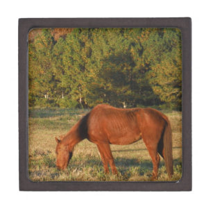 Brown Horse with Pine Trees Jewelry Box