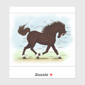 Brown Horse With Socks & Blaze Anatomy Chart Sticker