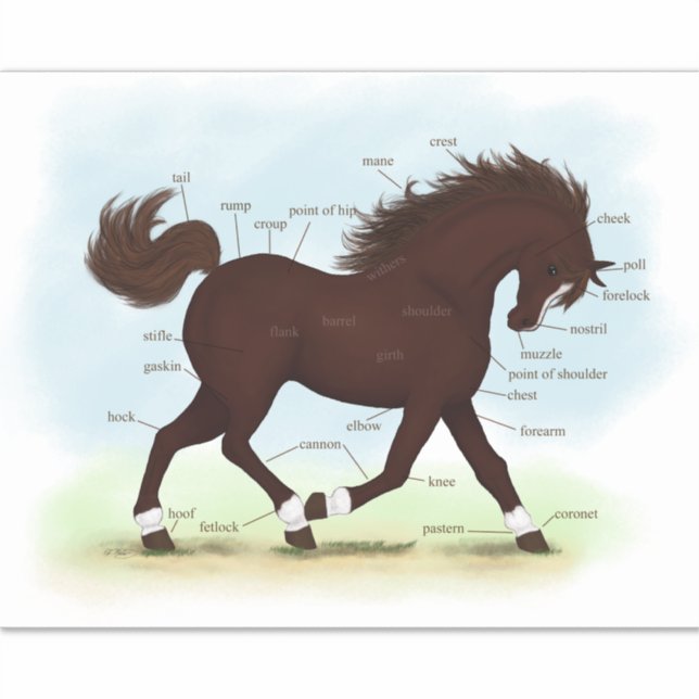 Brown Horse With Socks & Blaze Anatomy Chart Sticker (Front)