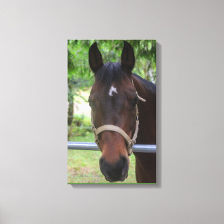 Brown Horse Wrapped Canvas Print