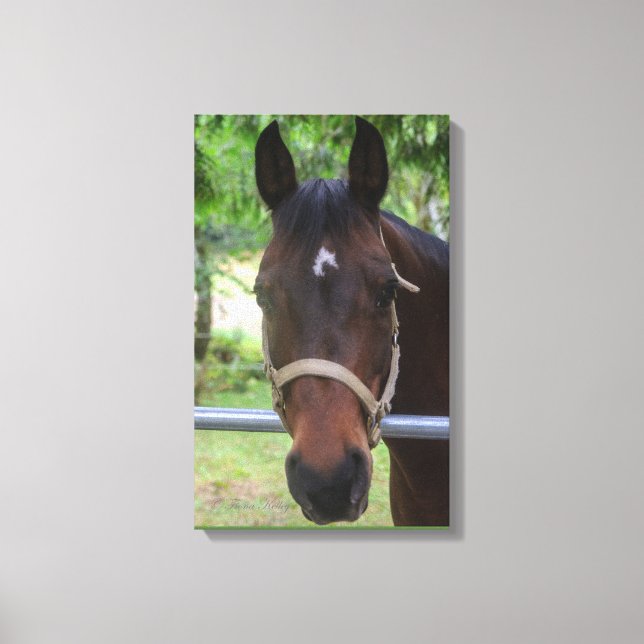 Brown Horse Wrapped Canvas Print (Front)
