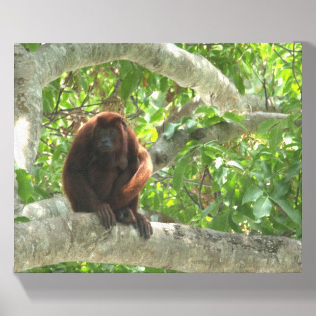 Brown Howler Monkey Canvas Photo Tile (Front Set)