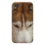 Brown Husky iPhone 4 Case