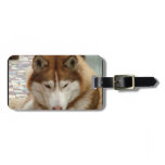 Brown Husky Luggage Tag