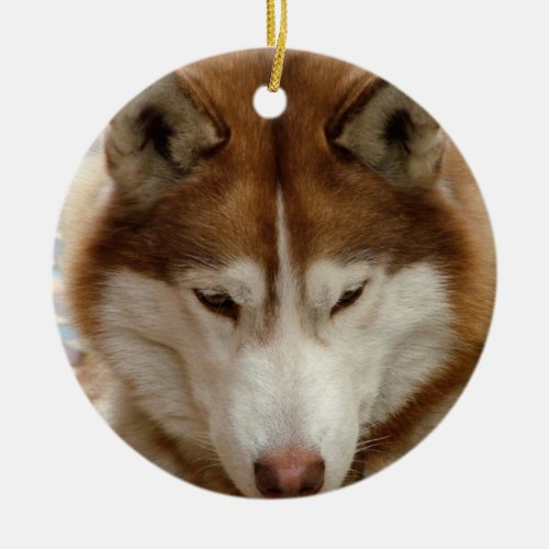 Brown Husky  Ornament