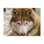 Brown Husky Postcard