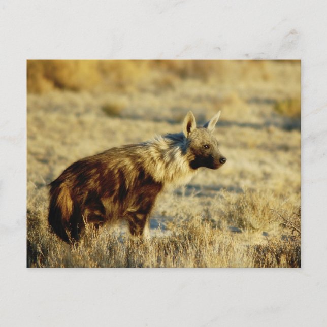 Brown hyena wildlife postcards (Front)