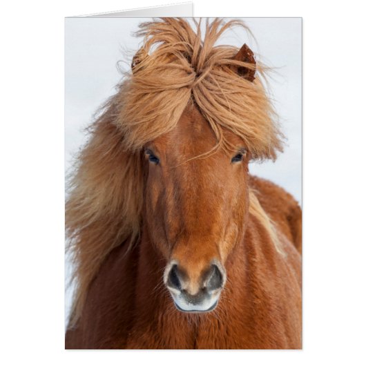 Brown Icelandic Horse Portrait Cards (Front)