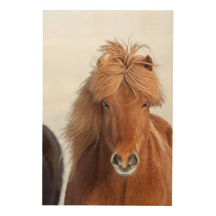 Brown Icelandic Horse Portrait Wood Wall Art