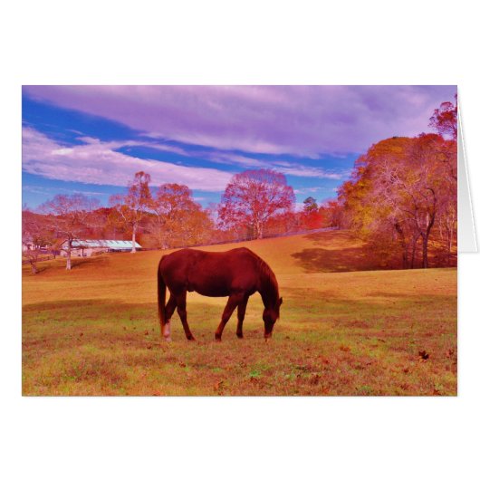 > Brown in a dreamy colored field (Front Horizontal)