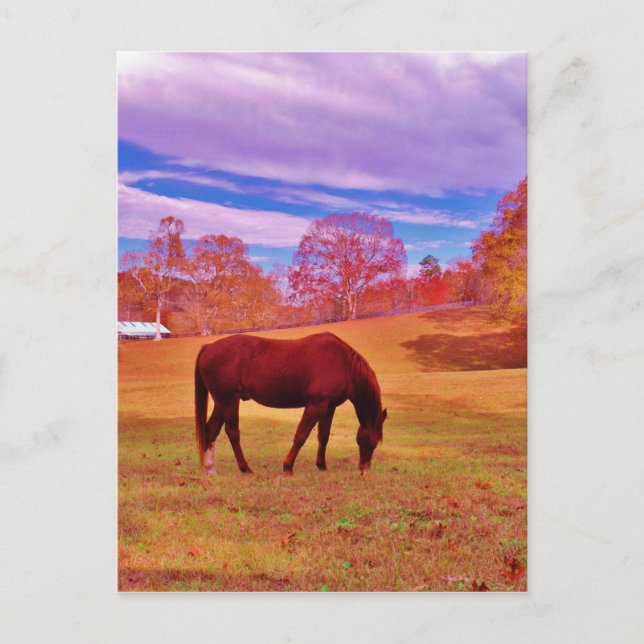 > Brown in a dreamy colored field Postcard (Front)