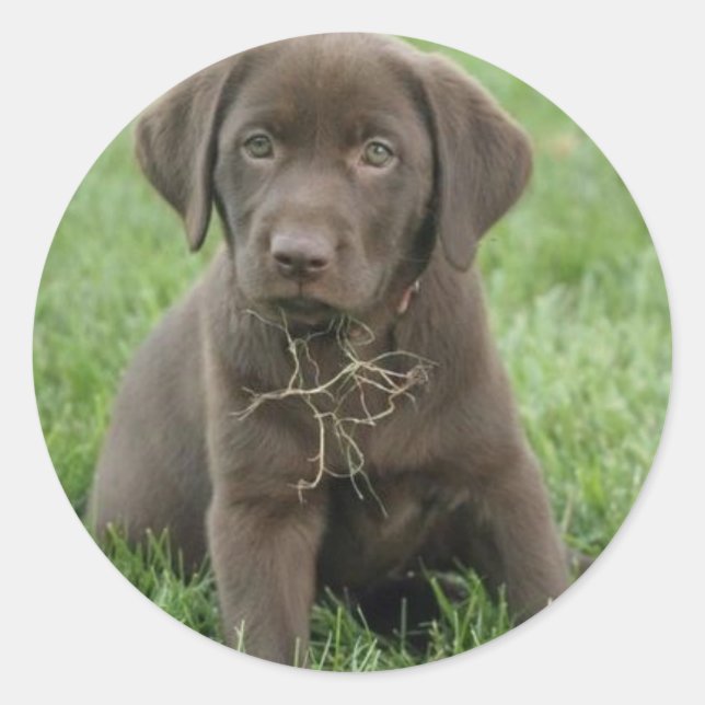 Brown Labrador Puppy Stickers (Front)