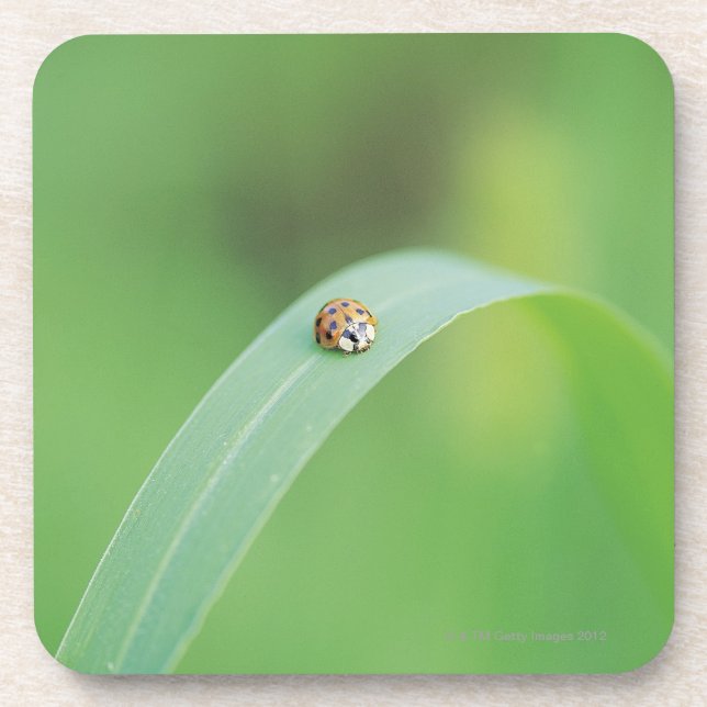 Brown ladybug drink coaster (Front)