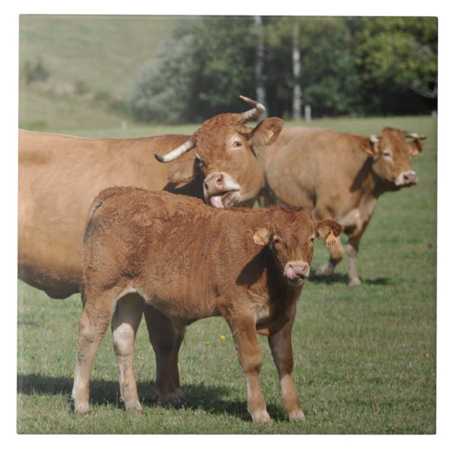 Brown Limousin cow and calf Tile (Front)
