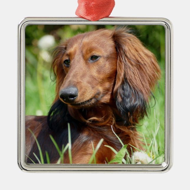 Brown long hair Dachshund - Doxie Metal Ornament (Front)