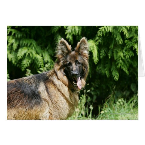 Brown Long Haired German Shepherd 1