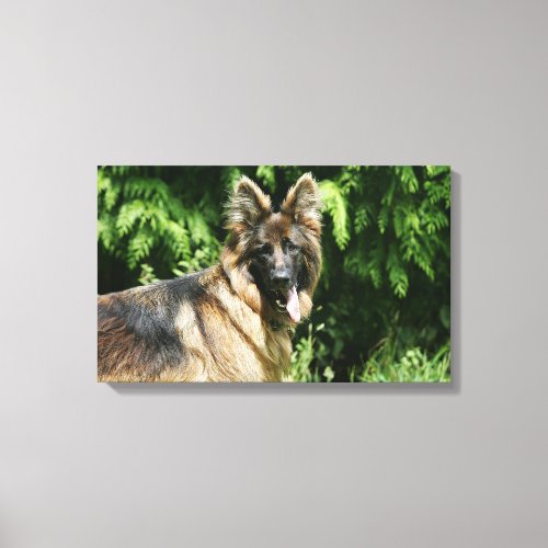 Brown Long Haired German Shepherd 1 Canvas Print