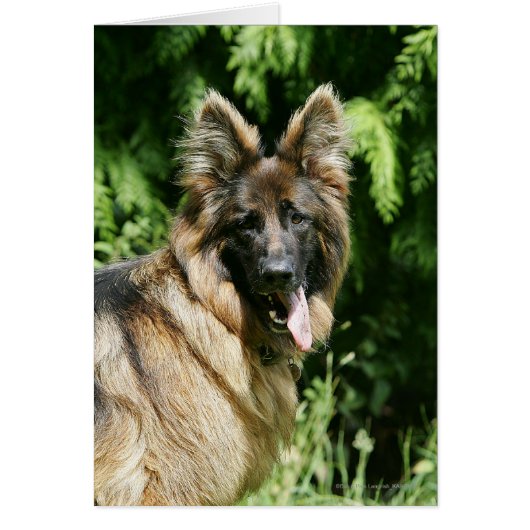 Brown Long Haired German Shepherd 1 Cards (Front)