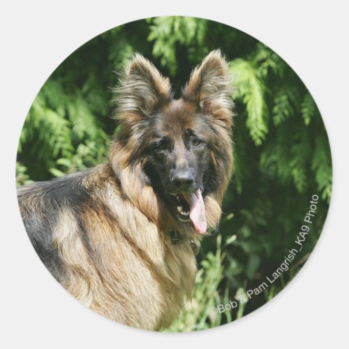 Brown Long Haired German Shepherd 1 Classic Round Sticker