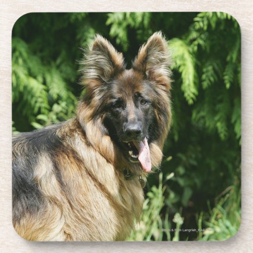 Brown Long Haired German Shepherd 1 Coaster