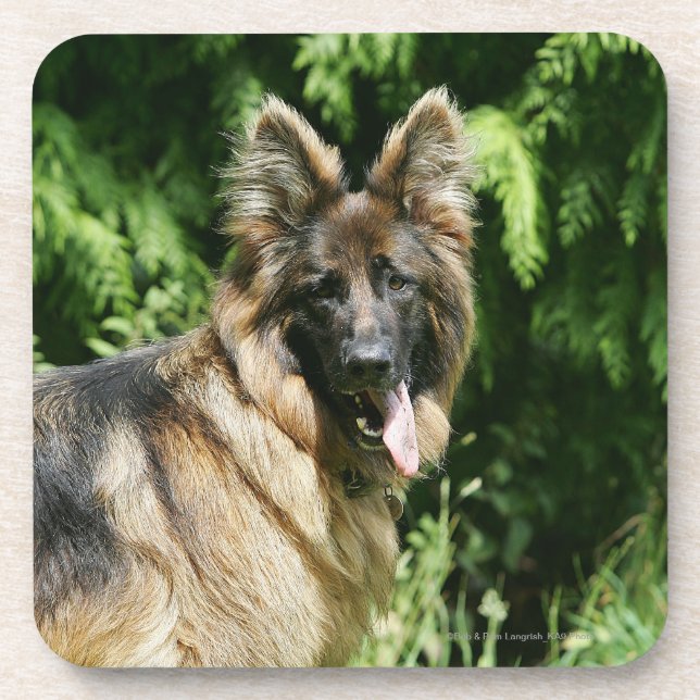 Brown Long Haired German Shepherd 1 Coaster (Front)