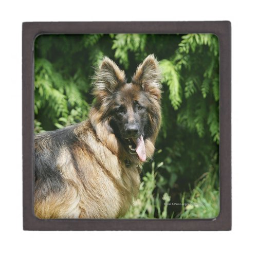 Brown Long Haired German Shepherd 1 Gift Box