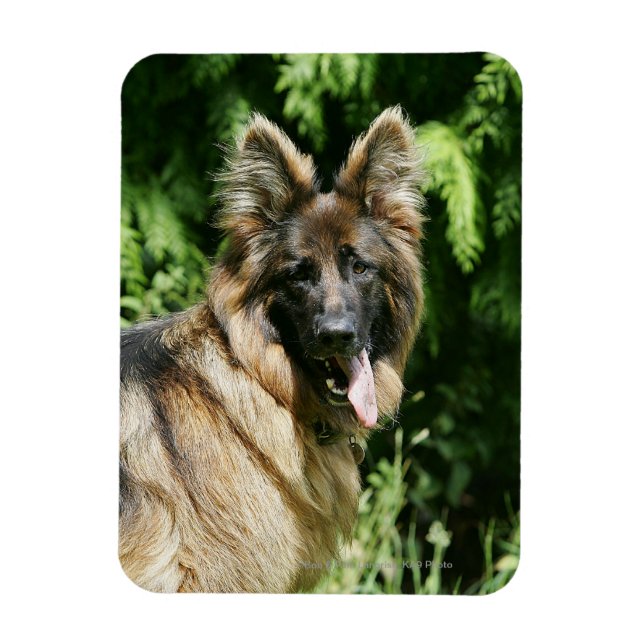 Brown Long Haired German Shepherd 1 Magnet (Vertical)