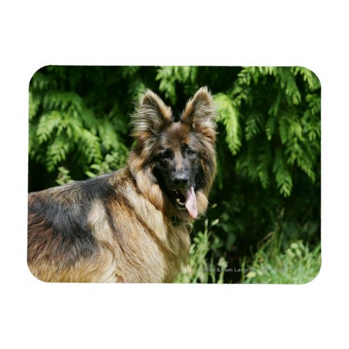 Brown Long Haired German Shepherd 1 Magnet