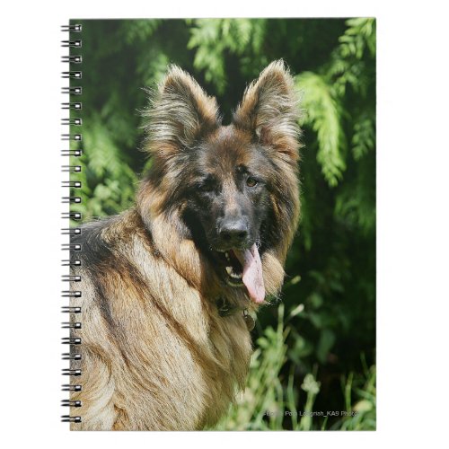 Brown Long Haired German Shepherd 1 Notebook